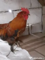 Vand cocosi gaini de rasa pintenati mari golas transilvania  pitici mari 