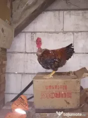 Vand cocosi gaini de rasa pintenati mari golas transilvania pitici mari 