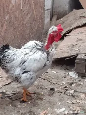Vand cocosi gaini de rasa pintenati mari golas transilvania pitici mari 