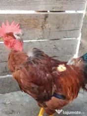 Vand cocosi gaini de rasa pintenati mari golas transilvania pitici mari 