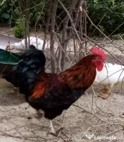 Vand cocosi gaini de rasa pintenati mari golas transilvania pitici mari 