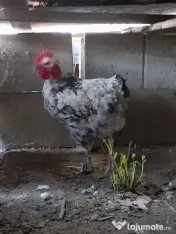 Vand cocosi gaini de rasa pintenati mari golas transilvania pitici mari 