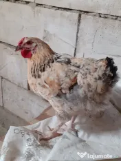 Vand cocosi gaini de rasa pintenati mari golas transilvania  pitici mari 