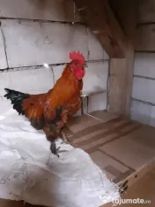 Vand cocosi gaini de rasa pintenati mari golas transilvania  pitici mari 