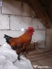 Vand cocosi gaini de rasa pintenati mari golas transilvania  pitici mari 
