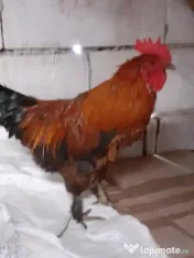 Vand cocosi gaini de rasa pintenati mari golas transilvania  pitici mari 