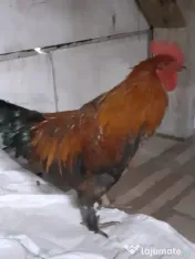 Vand cocosi gaini de rasa pintenati mari golas transilvania  pitici mari 