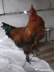 Vand cocosi gaini de rasa pintenati mari golas transilvania  pitici mari 