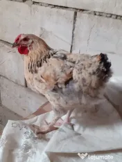 Vand cocosi gaini de rasa pintenati mari golas transilvania  pitici mari 