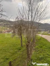Teren de vânzare 1200 mp – Șuncuiuș, zonă cabane – i 