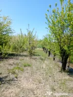 Teren extravilan livada 9000 mp fanari