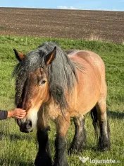 Cai de vanzare 