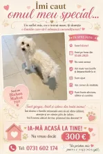 Tobița bichon Bișon Maltez