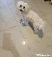 Tobița bichon Bișon Maltez 