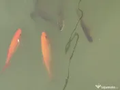 Vând crap și crap koi 