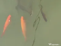 Vând crap și crap koi 