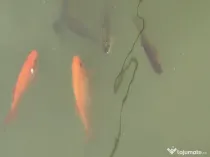 Vând crap și crap koi