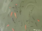 Vând crap și crap koi 
