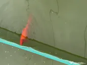 Vând crap și crap koi 