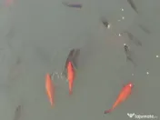 Vând crap și crap koi 