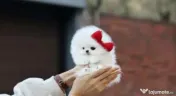 Pomeranian mini toy 
