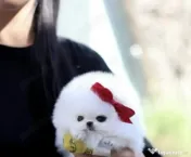 Pomeranian mini toy 