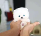 Pomeranian mini toy 