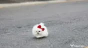 Pomeranian mini toy 