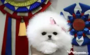 Pomeranian mini toy 