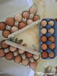 Vand ouă de țară proaspete 