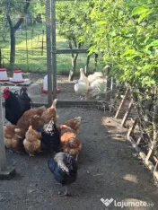 Vand ouă de țară proaspete 