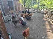 Vand ouă de țară proaspete 