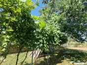 Casa traditionala, cu 2.000mp teren roditor, Izvoarele, Prah 