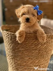 Maltipoo pudel mini toy