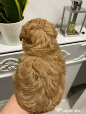Maltipoo pudel mini toy