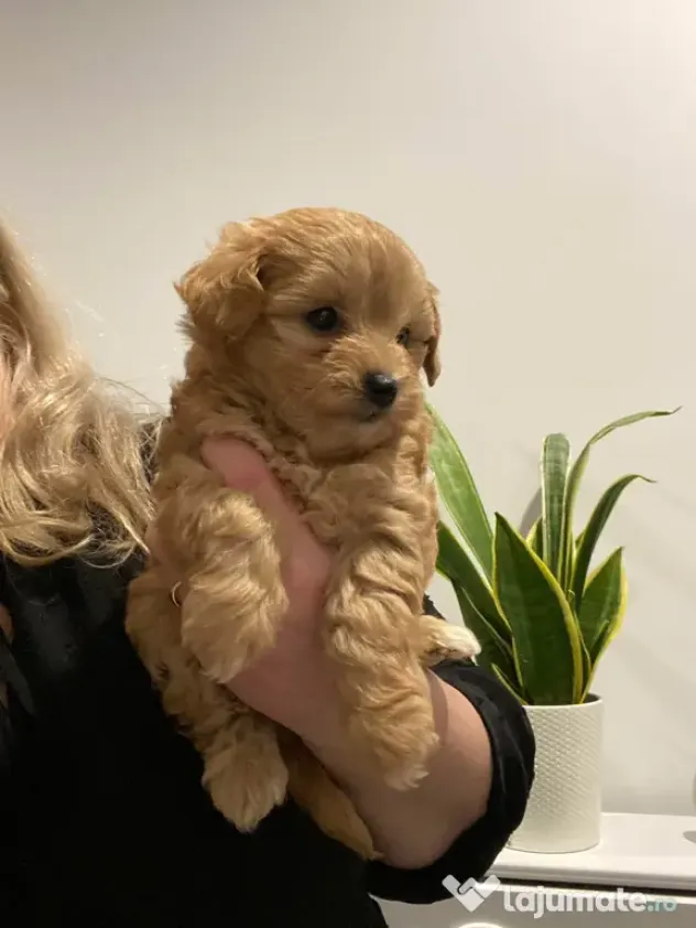 Maltipoo pudel mini toy