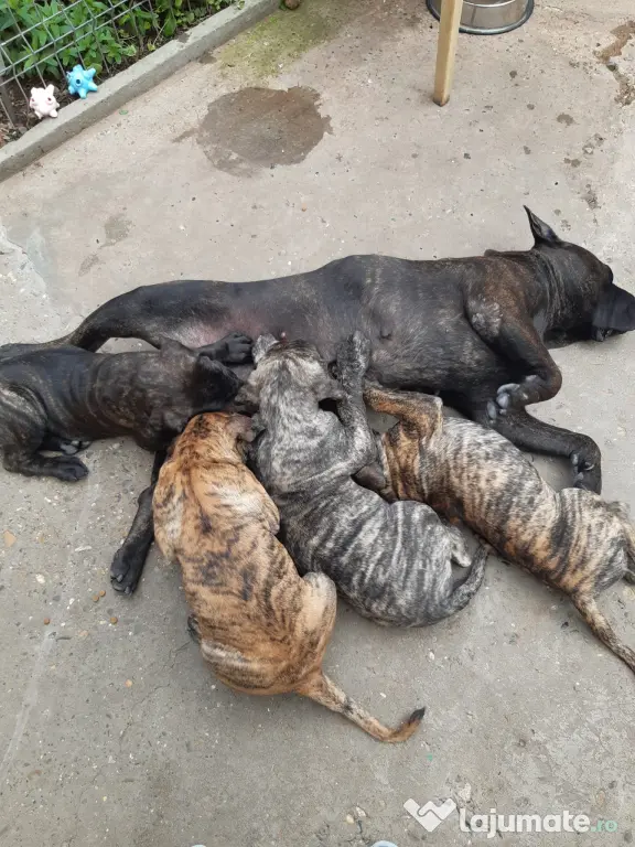 Pui Presa Canario