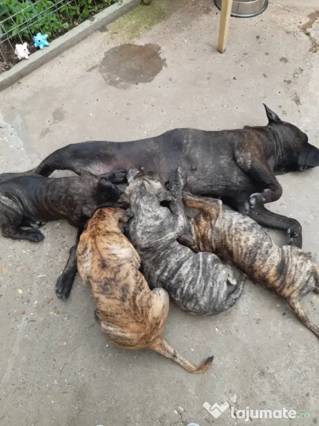 Pui Presa Canario