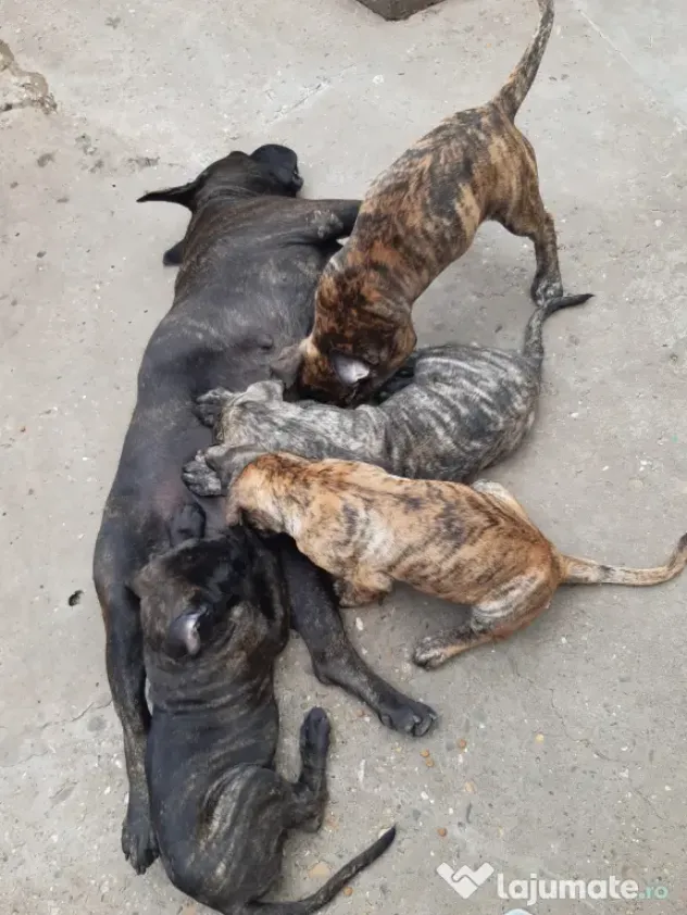 Pui Presa Canario