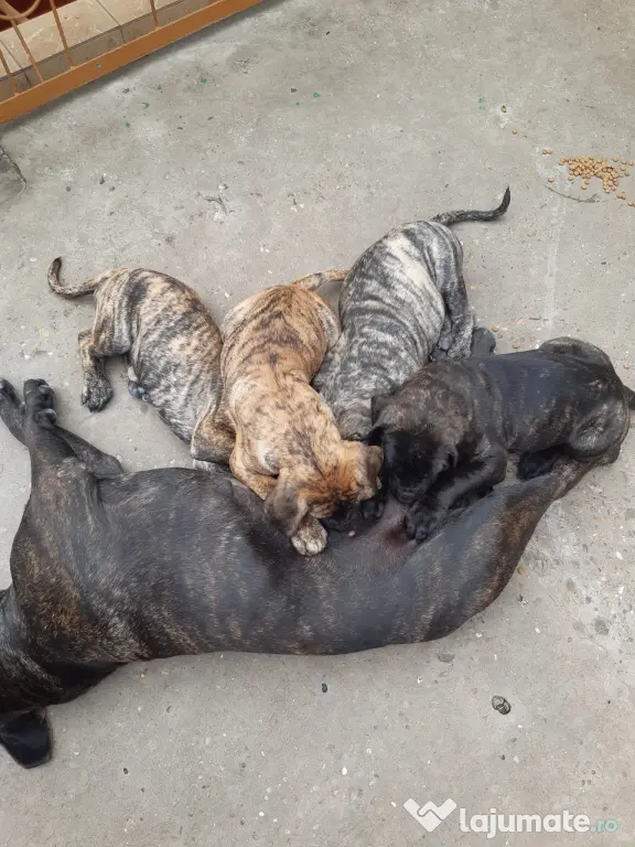 Pui Presa Canario