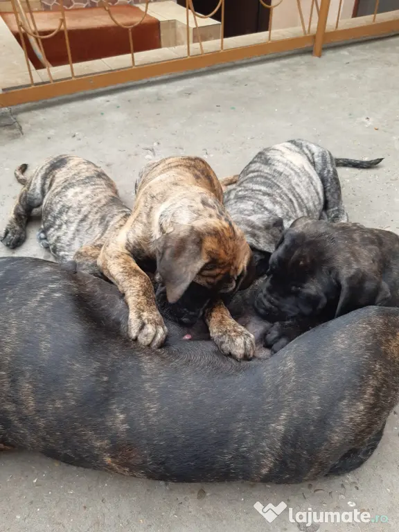 Pui Presa Canario