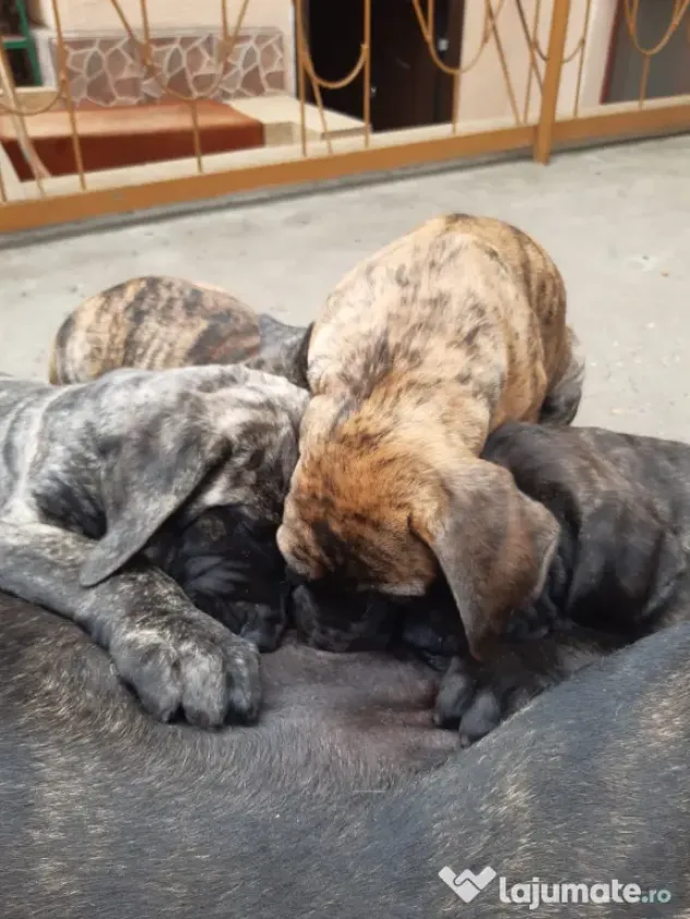 Pui Presa Canario