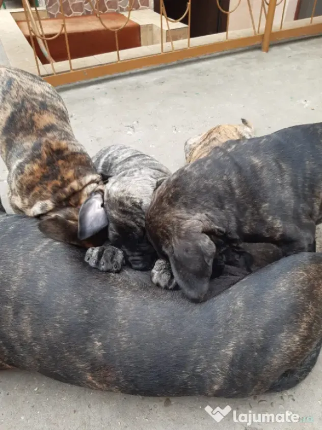 Pui Presa Canario