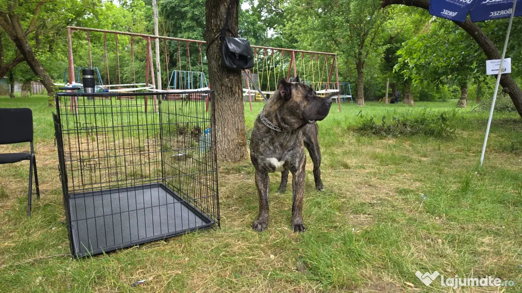Pui Presa Canario
