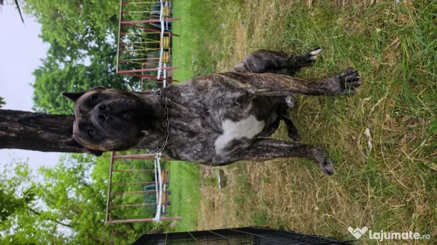 Pui Presa Canario