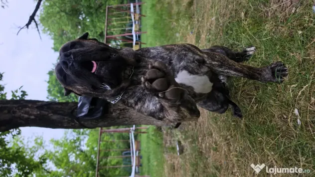 Pui Presa Canario