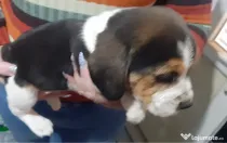 Pui beagle tricolor