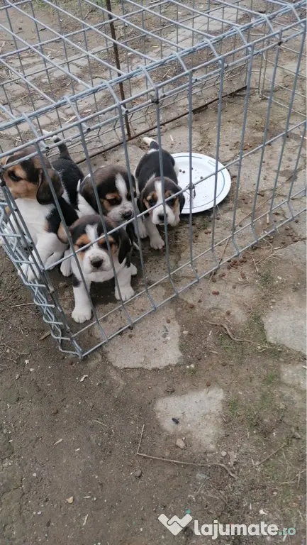Pui beagle tricolor