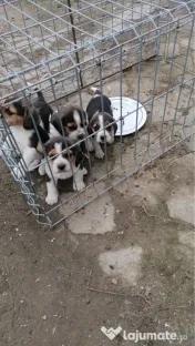Pui beagle tricolor