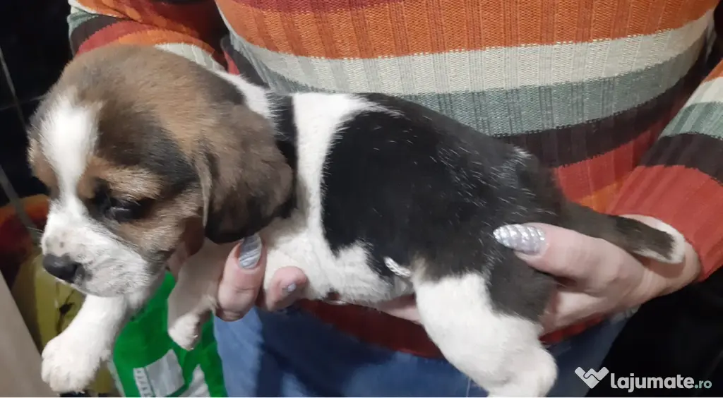 Pui beagle tricolor